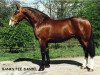 stallion Banks Fee Daniel (Irish Draft Horse, 1987, from Skippy)