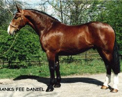 Deckhengst Banks Fee Daniel (Irish Draught Horse, 1987, von Skippy RID 688)