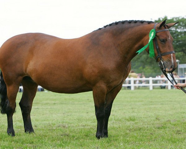 broodmare Avanti Racey Gracie (Irish Draft Horse, 1995, from Snowford Bellman)