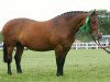 broodmare Avanti Racey Gracie (Irish Draft Horse, 1995, from Snowford Bellman)