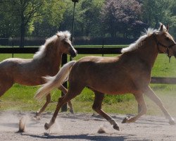 Zuchtstute Kantje's Himalaya (New-Forest-Pony, 2012, von Kantje's Carter)