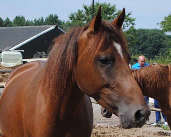 jumper Kantje's Haley (New Forest Pony, 2012, from Kantje's Carter)