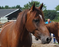 Springpferd Kantje's Haley (New-Forest-Pony, 2012, von Kantje's Carter)