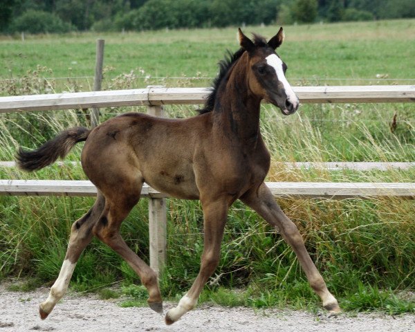 Pferd Winx Paola af Elestorp (Mecklenburger, 2018, von West Country)