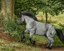 stallion Navajo (Rhenish-German Cold-Blood, 2013, from Newton)