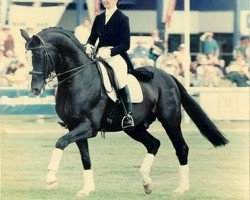 stallion West Country (Hanoverian, 1990, from Weltmeyer)