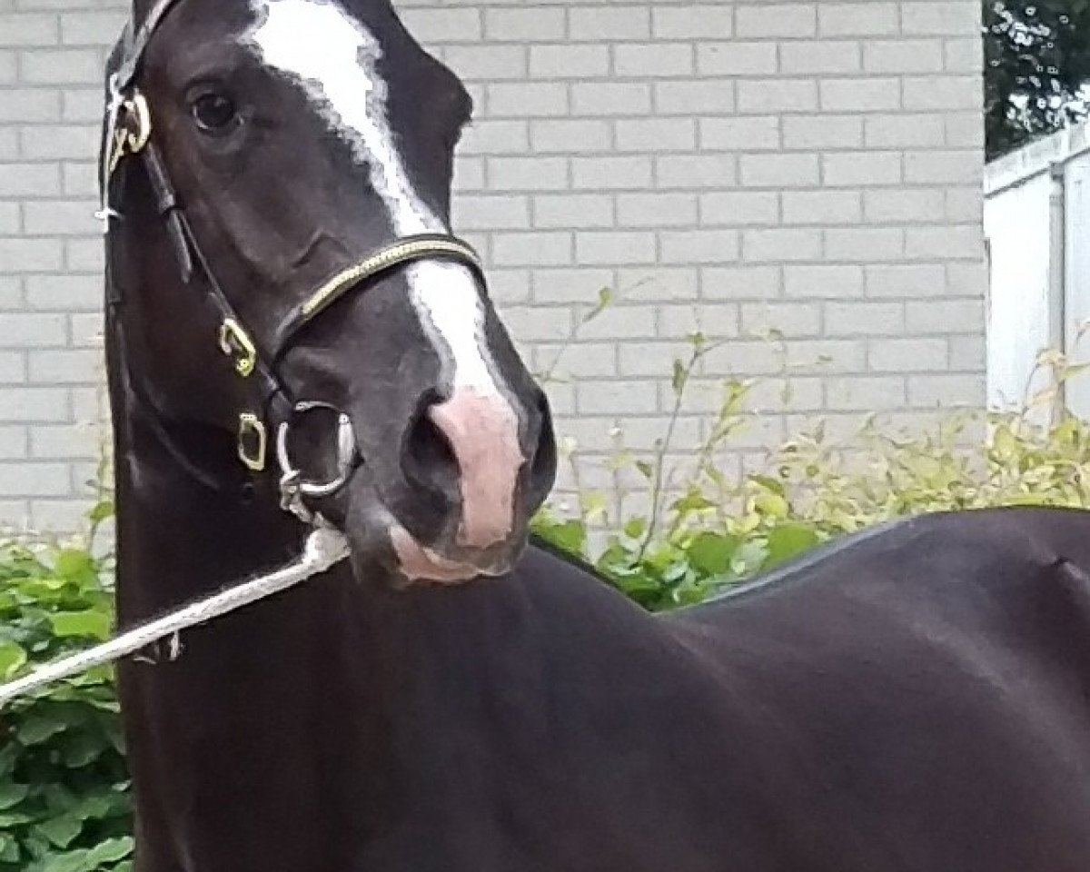 Pferd Kantje's Koraal (New-Forest-Pony, 2015, von Lomansheide Brent)