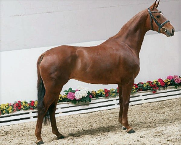 broodmare Adona (Oldenburg, 2001, from Donnerhall)