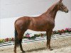 broodmare Adona (Oldenburg, 2001, from Donnerhall)