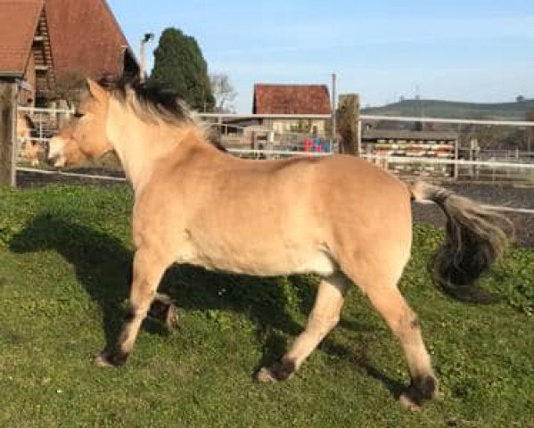 horse Ramses (Fjord Horse, 2005, from Ramiro)