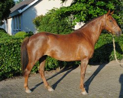 broodmare Kantje's Heidi (New Forest Pony, 2012, from Oosterbroek Francois)