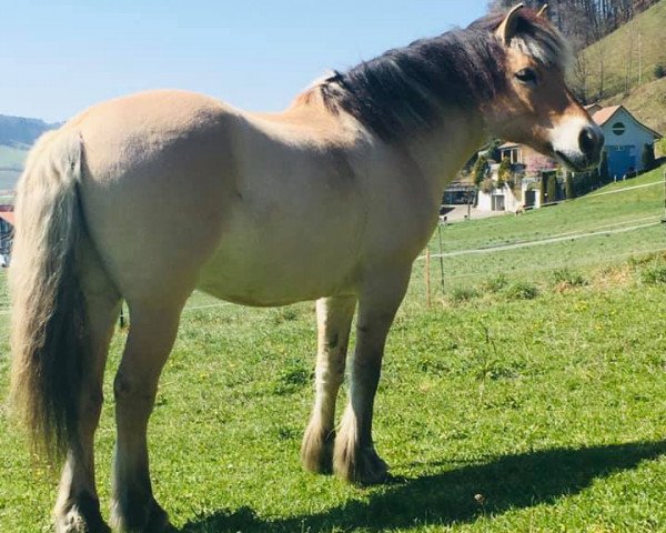 horse Drivo (Fjord Horse, 2005, from Ramiro)