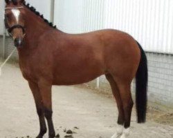 horse Kantje's Kyana (New Forest Pony, 2015, from Lomansheide Brent)