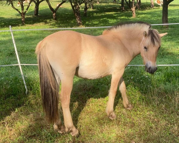 Pferd Janosch (Fjordpferd, 2019, von Jalnar d'Ardenne)