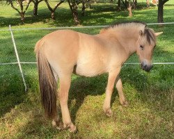 horse Janosch (Fjord Horse, 2019, from Jalnar d'Ardenne)