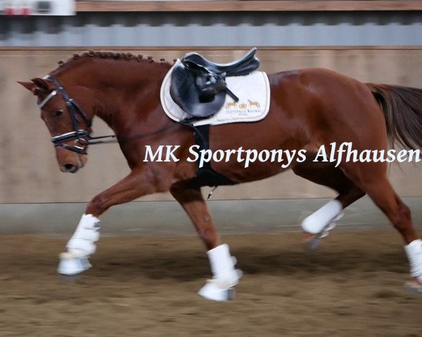 Springpferd Biene Maja (Deutsches Reitpony, 2014, von Butterfly Flip J)