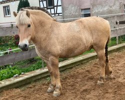 horse Karim (Fjord Horse, 2010, from Koja)