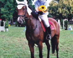 Springpferd Sco Silvette CH (Schweizer Warmblut, 2003)