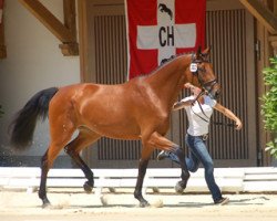 Springpferd Allegra W CH (Schweizer Warmblut, 2010, von Aquilino)