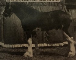 stallion Green Leaf Rainman (Clydesdale, 1988, from Torrs King O'Galloway)