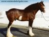 Deckhengst Belleau Annett's Adam (Clydesdale, 1989, von Castle Commander)