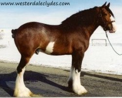 Deckhengst Belleau Annett's Adam (Clydesdale, 1989, von Castle Commander)