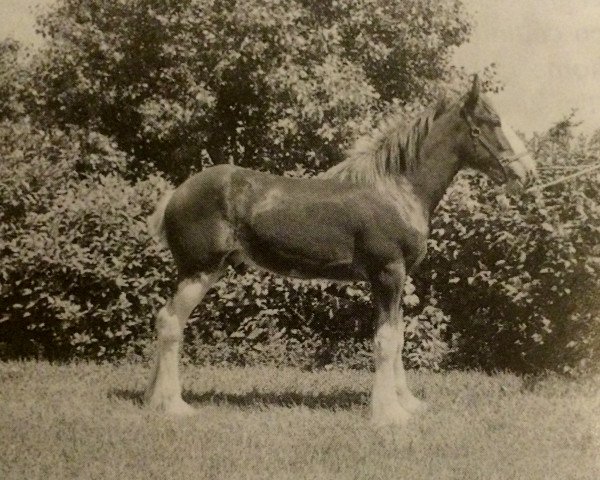 stallion Windy Ridge Prince Charles (Clydesdale, 1996, from Belleau Annett's Adam)