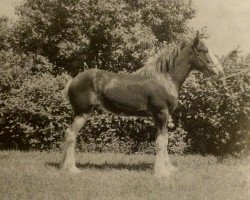 stallion Windy Ridge Prince Charles (Clydesdale, 1996, from Belleau Annett's Adam)