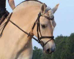 horse Bolle (Fjord Horse, 2013, from Bjarne)