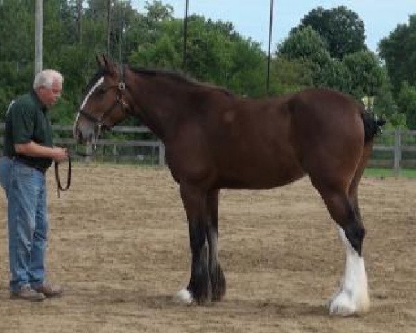 Zuchtstute ADKS Aero (Clydesdale, 2011, von ADKS Gus)