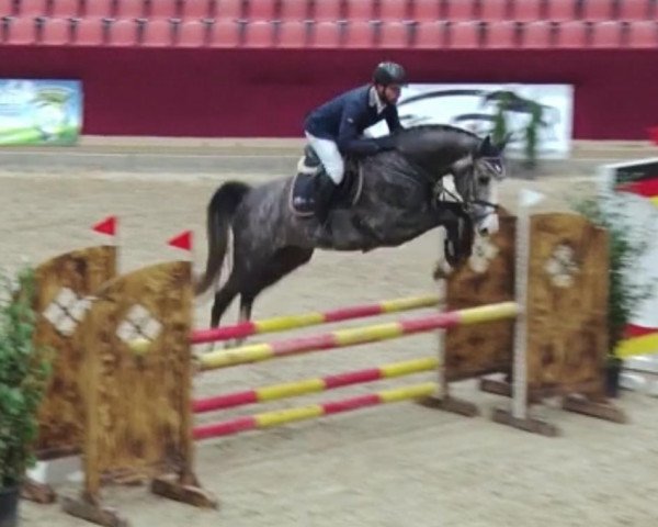 stallion Gep Son (German Sport Horse, 2014, from Gepsom)