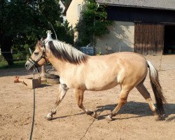 horse Ayla (Fjord Horse, 2009, from Minor II 11 F)