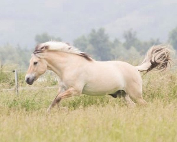 Pferd Ole (Fjordpferd, 1993, von Orlandos)