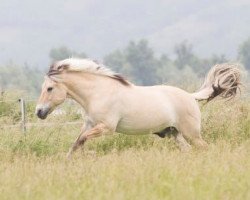 horse Ole (Fjord Horse, 1993, from Orlandos)