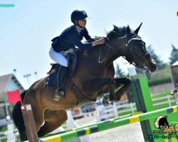 jumper Latent H (German Sport Horse, 2006, from Horse Gym’s Lianos)