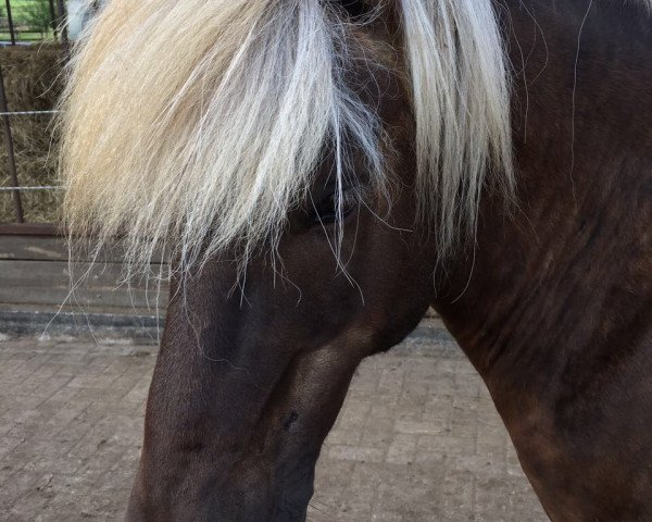 horse Fengur von Horstmar (Iceland Horse, 2009, from Dinus von Lindenhof)