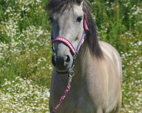 horse Pocahontas (German Riding Pony,  )