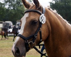 dressage horse Lessus (Nederlands Rijpaarden en Pony, 2013, from Le Matsjo)