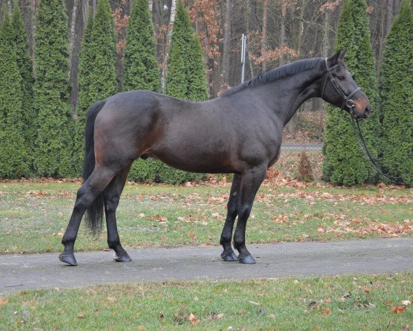 Pferd Elos (Polnisches Warmblut, 2013)