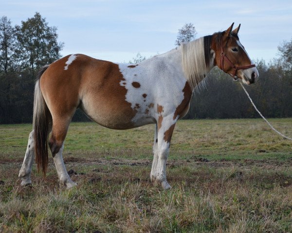 Pferd Carievna (Polnisches Kaltblut, 2015)