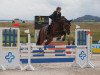 jumper Valera 6 (Hanoverian, 2008, from Vesuv 35)