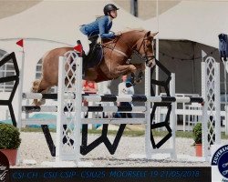 jumper Kantje's Ellard (New Forest Pony, 2009, from Poppings Macho)