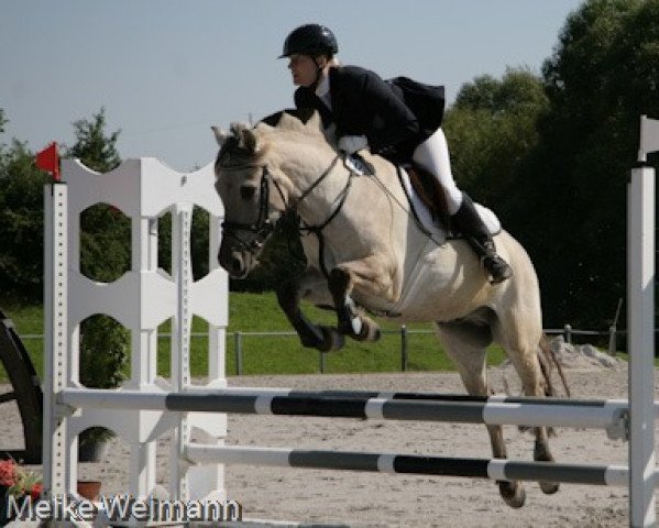 horse Frodo (Fjord Horse, 2000, from Einar)