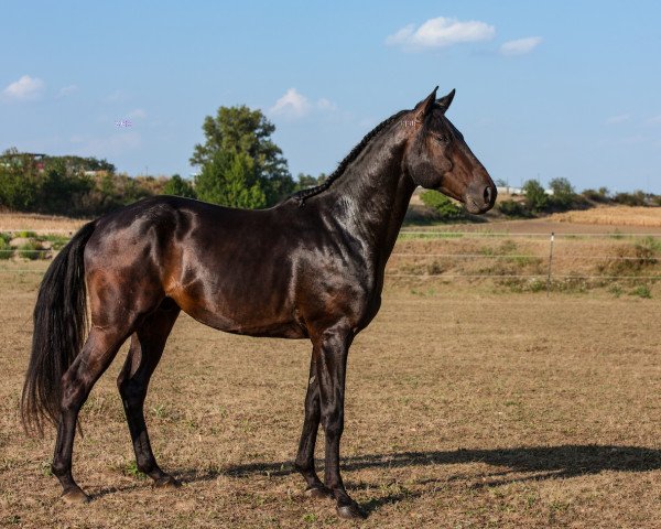 eventing horse Dujardin (Trakehner, 2014, from Avatar)