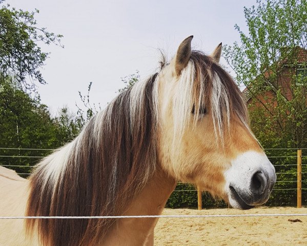 horse Hugin von der Amalienruh (Fjord Horse, 2013, from Helge)