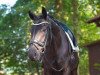 dressage horse Fedon (Oldenburg, 2015, from Fuechtels Floriscount OLD)