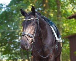 dressage horse Fedon (Oldenburg, 2015, from Fuechtels Floriscount OLD)