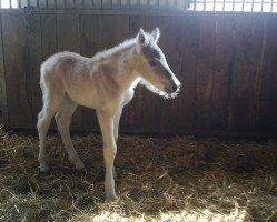 horse Manni (Fjord Horse, 2011, from Malte)