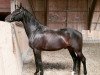 Springpferd Prinz Faruk (Polnisches Warmblut, 2010, von Barito)