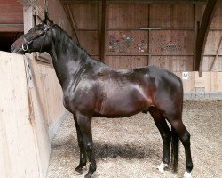 Springpferd Prinz Faruk (Polnisches Warmblut, 2010, von Barito)